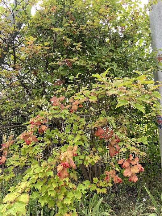 Дача, земельна ділянка, Володимирівське, Запорізька область