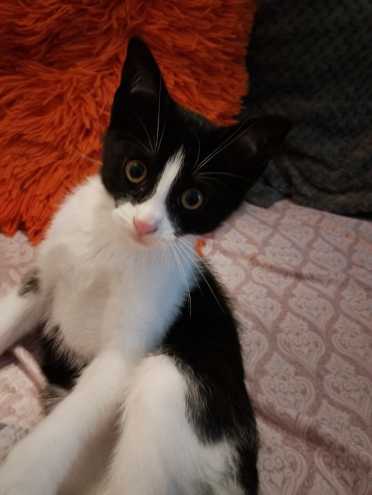 Kot do adopcji  szuka domu
