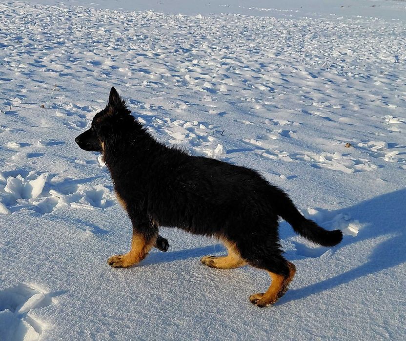 Suczka Owczarek Niemiecki Długowłosy