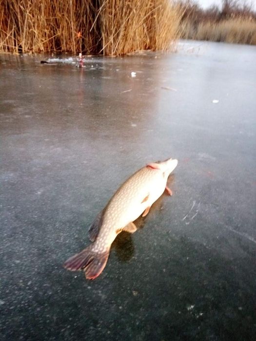 Жерлиці Якісно Оснащені,Поводці флюрокарбонові