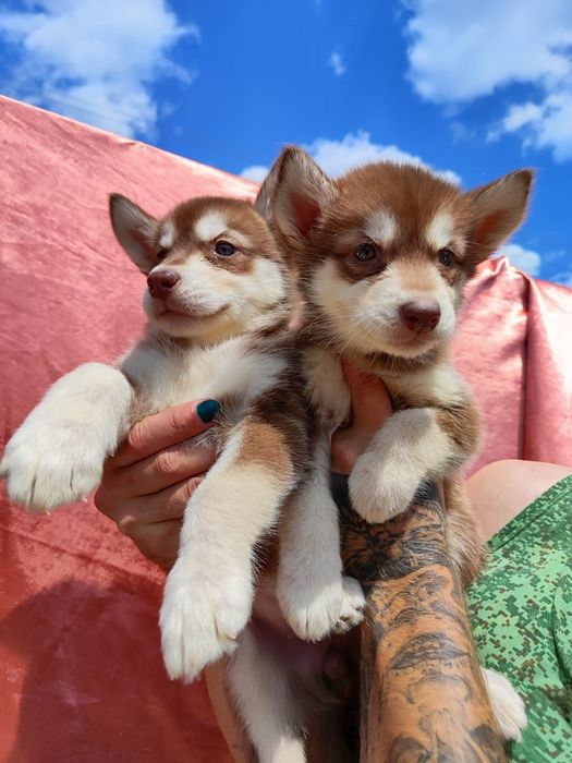 Шоколадні красуні