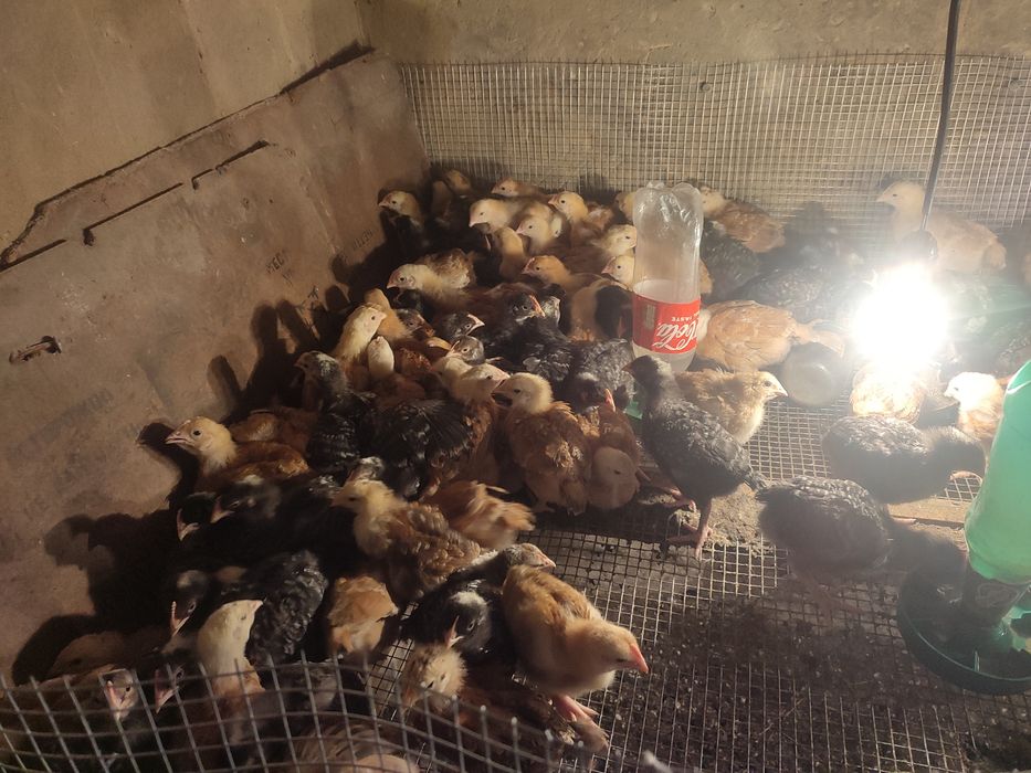 Продам курчат разный породы