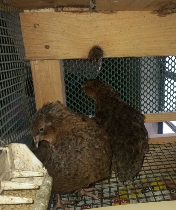 Ovos de Codornizes Gigantes Galados (várias mutações)