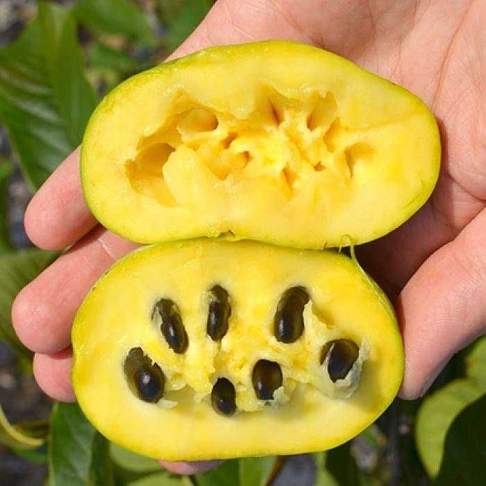 Asimina Triloba (Paw Paw) – Única árvore tropical que resiste ao Frio!