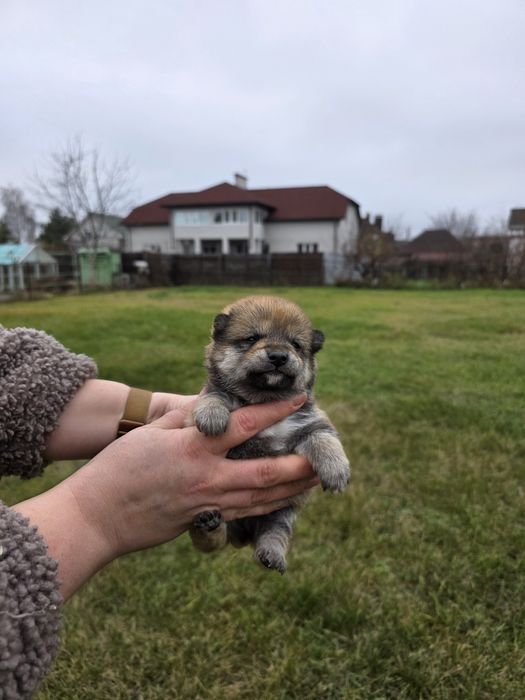 Шиба/Сіба/Shiba, білийI! Київ, або відправлю. Є "Оплата частинами"