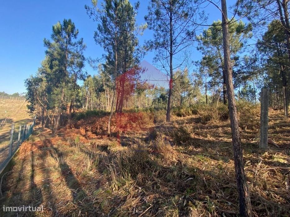 Terreno Florestal, Esqueiros