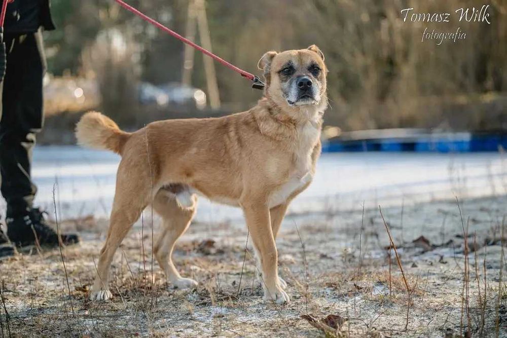 Podaruj dom super psiakowi Ananasowi