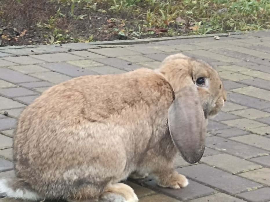 Кролі, кролики..