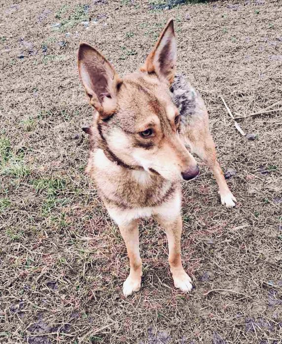 Собачка Юля в хорошие руки