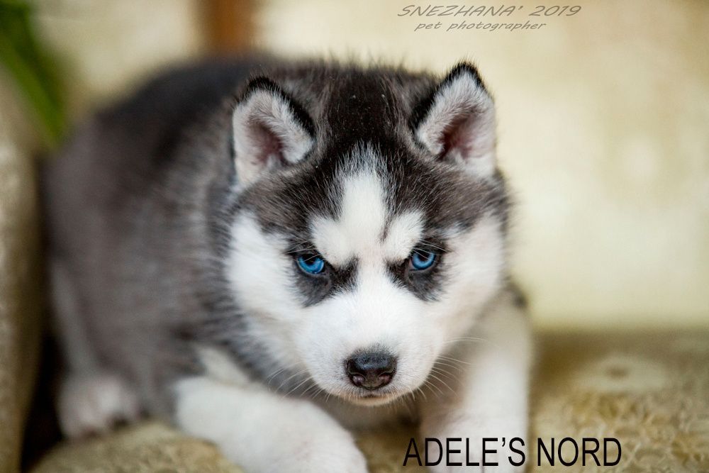 Щенки хаски , документы есть