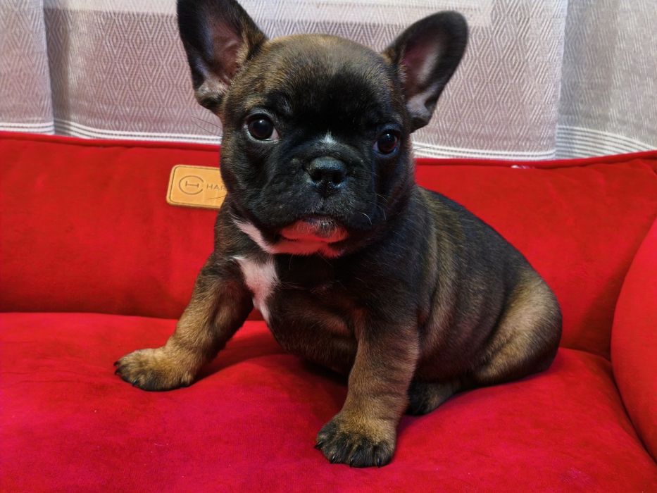 Цуценята французький бульдог