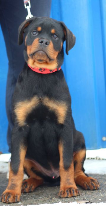 Лучший щенок ротвейлер кобель