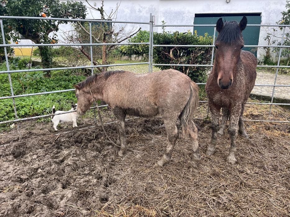 Vendo ponei macho 8 meses