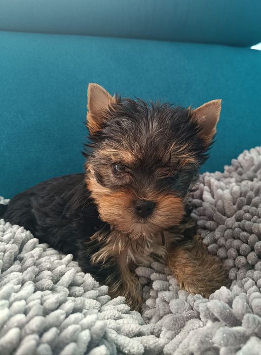 Yorkshire terrier suczka