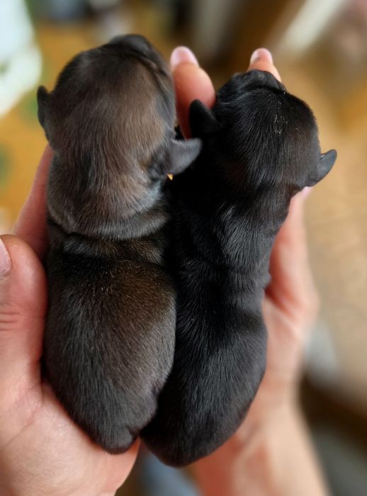 Jamnik króliczy długowłosy FCI ZkwP