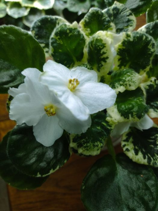 Продам квітучі фіалки. Не потрібна пересадка, на готовому поливі,.