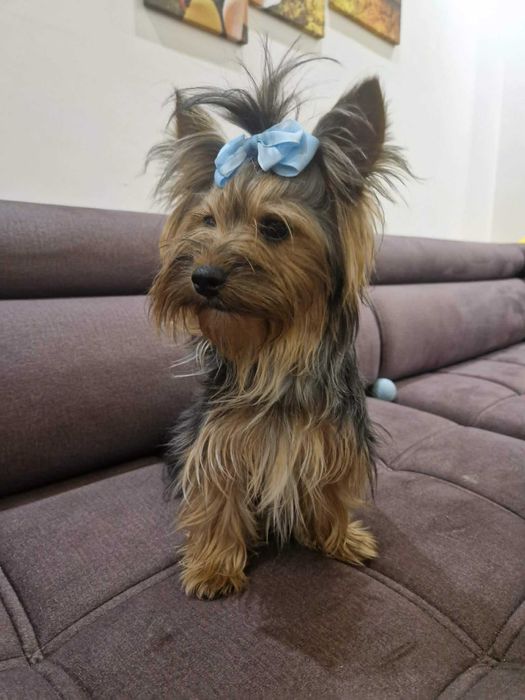 York Yorkshire Terrier. Piesek