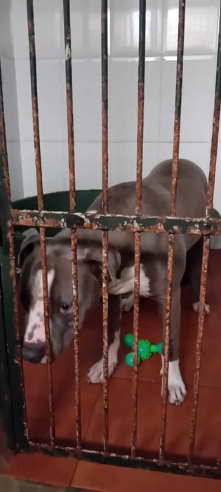 Zeus - Pitbull para adoção