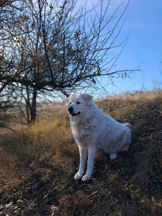 Ожидаются щенки мареммо-абруццкой овчарки