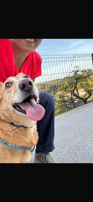 Cão para adoção responsável