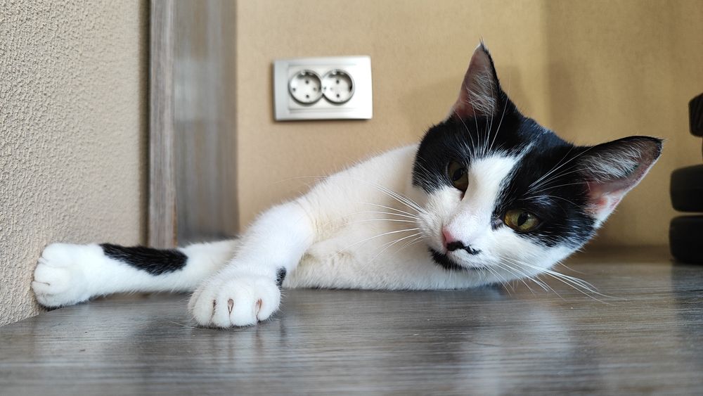 Кошеня, кішка 7 міс