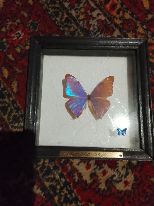 Продам декор бабочка morpho aega в деревянной раме под стеклом