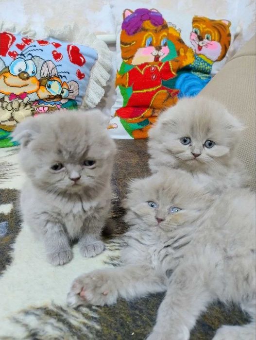 Продаються кошенята!