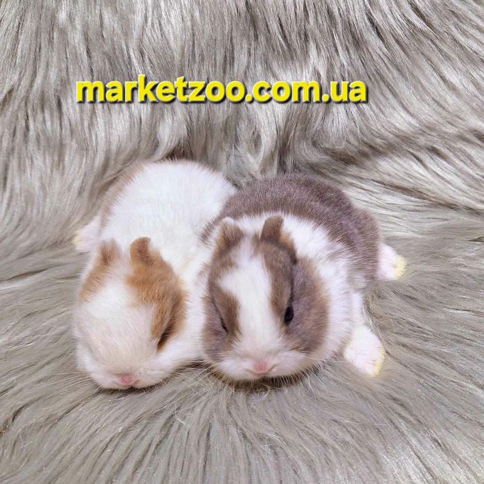 Пропозиція оптом та в роздріб!
Пропозиція оптом та в роздріб!

Пропози