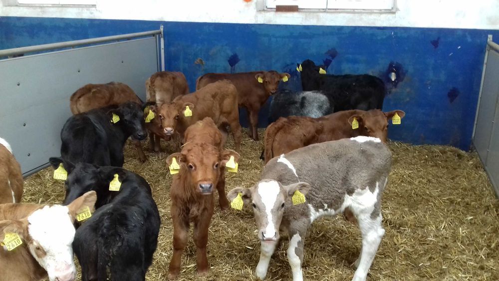 Cielęta z odpajalni, byczki, jałówki 60-200kg, raty