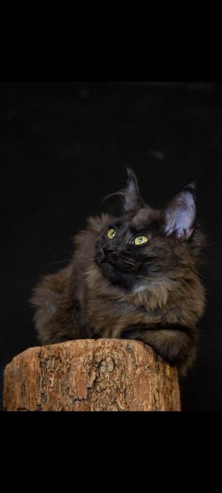 Чорна пантера у вашому домі