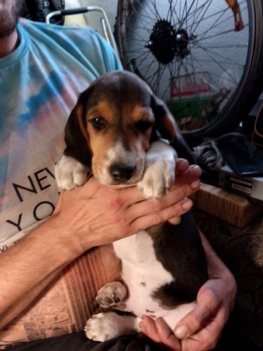 Бигль щенки бигль