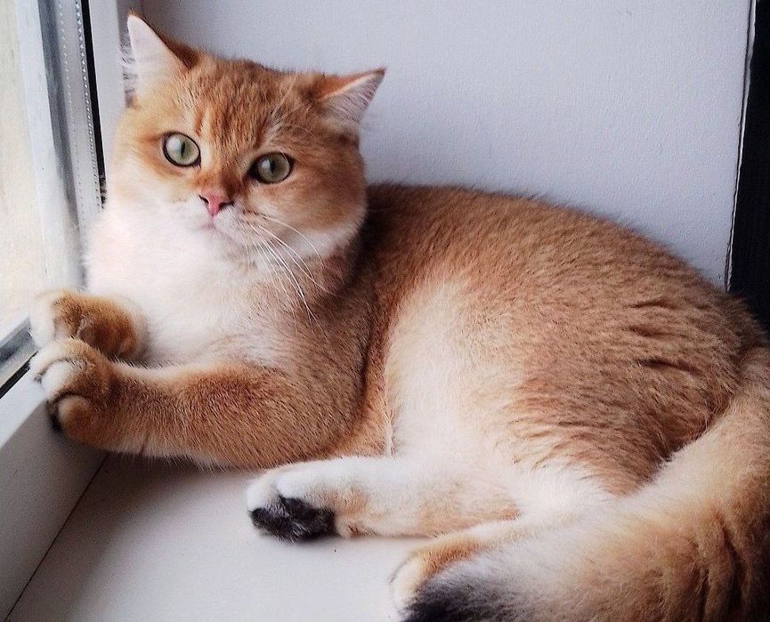 Золота шиншилла, чудовий хлопчик