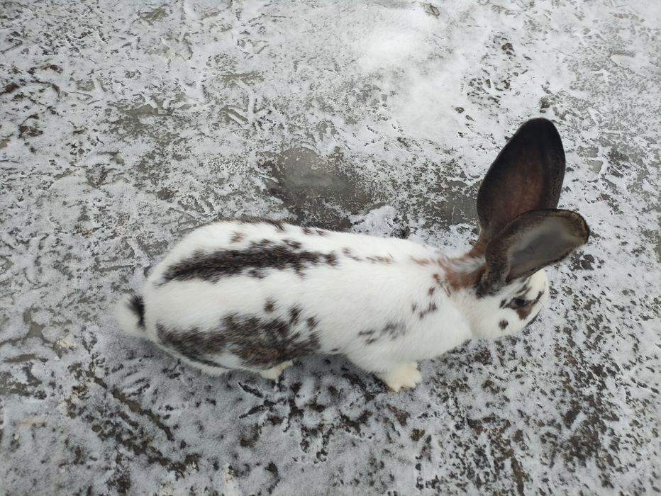 Sprzedam królika samca