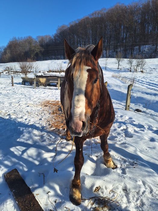 Кінь,спокійний жеребець 7 років