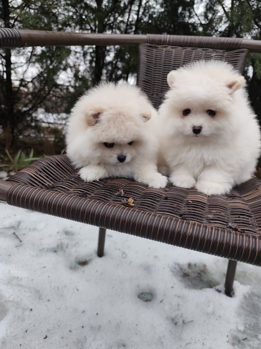 Гарненькі Дівчатка Міні!