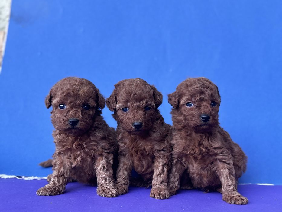 Той пуделя.  1 дівчинки 2 хлопчик