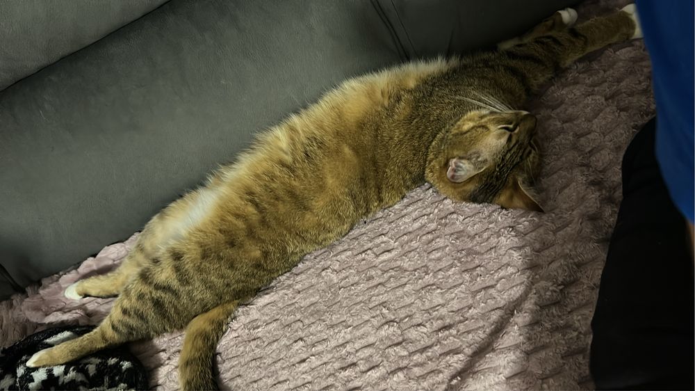 Dwie młode kotki do adopcji