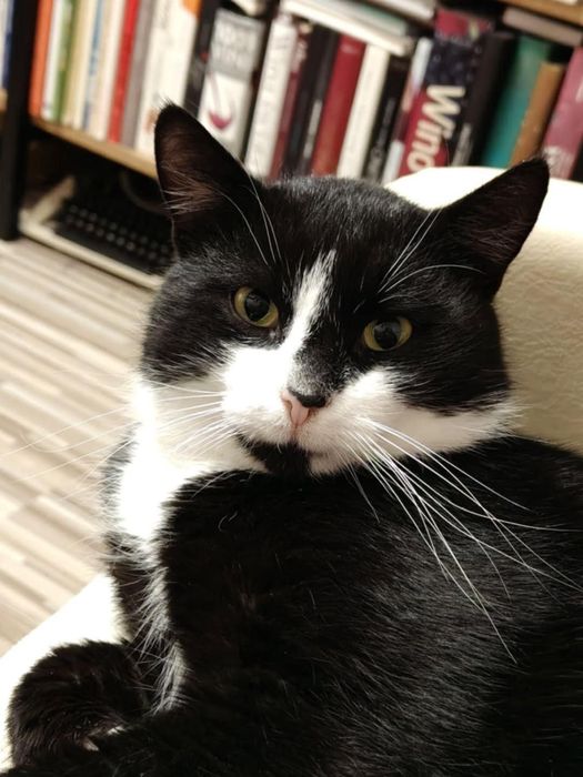 Kot kocur czarnobiały szuka domu miziak niekupujadoptuj