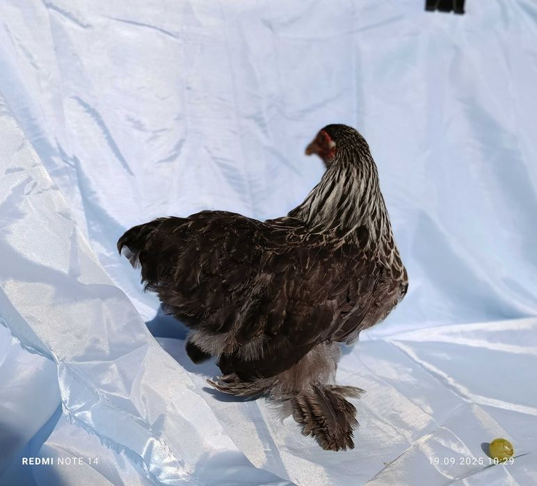 Продам кохинхин карликовый