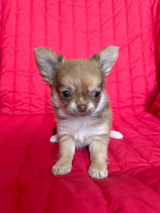 Дівчатка чихуахуа