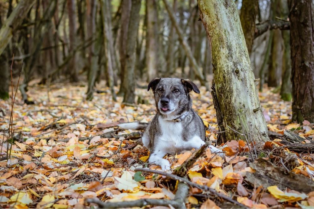 Kantor-pies wymagający pracy czeka na świadomy dom-adopcja