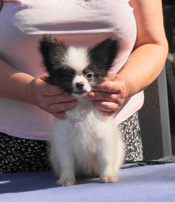 папийон мальчик белокорпусный