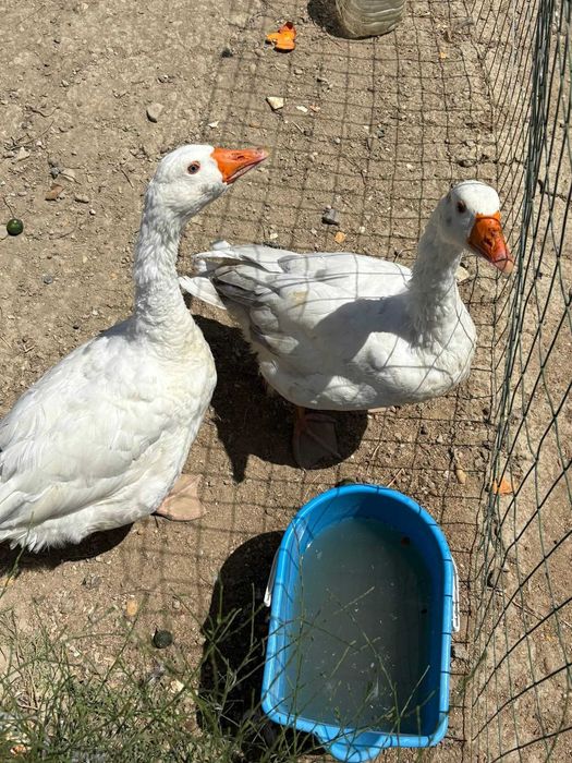 Patos gansos e perú
