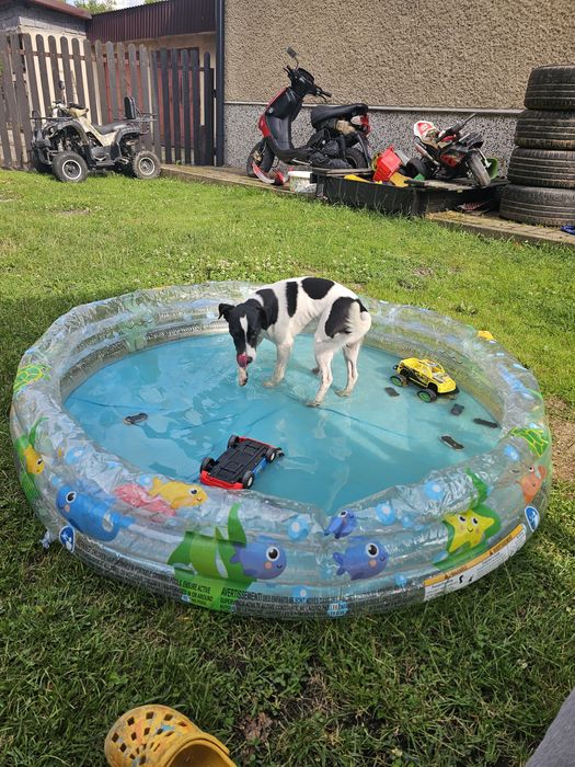 Pies z rodowodem Jack russell terrier