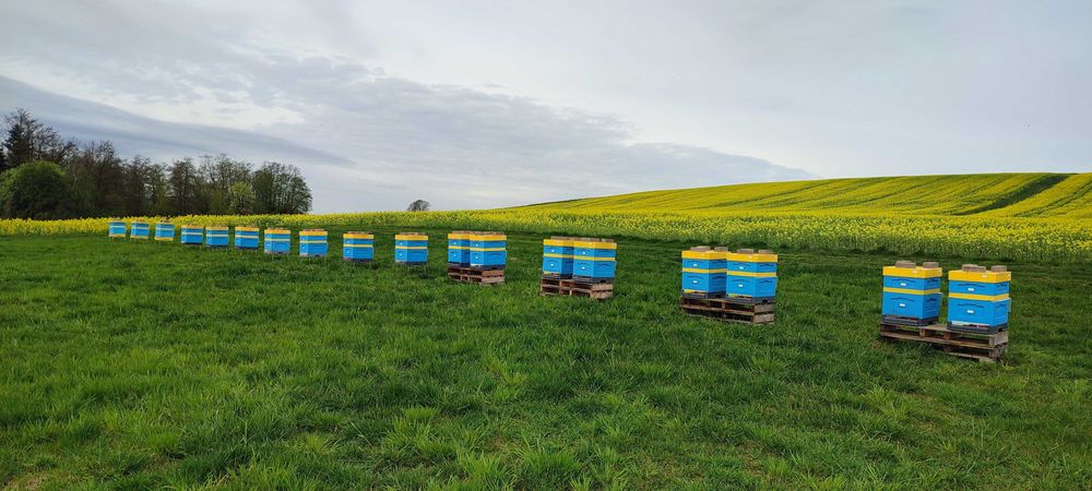 Wczesne ODKŁADY MAJOWE 2026 Rok i RODZINY Pszczele - Pasieka PRADAWNA®
