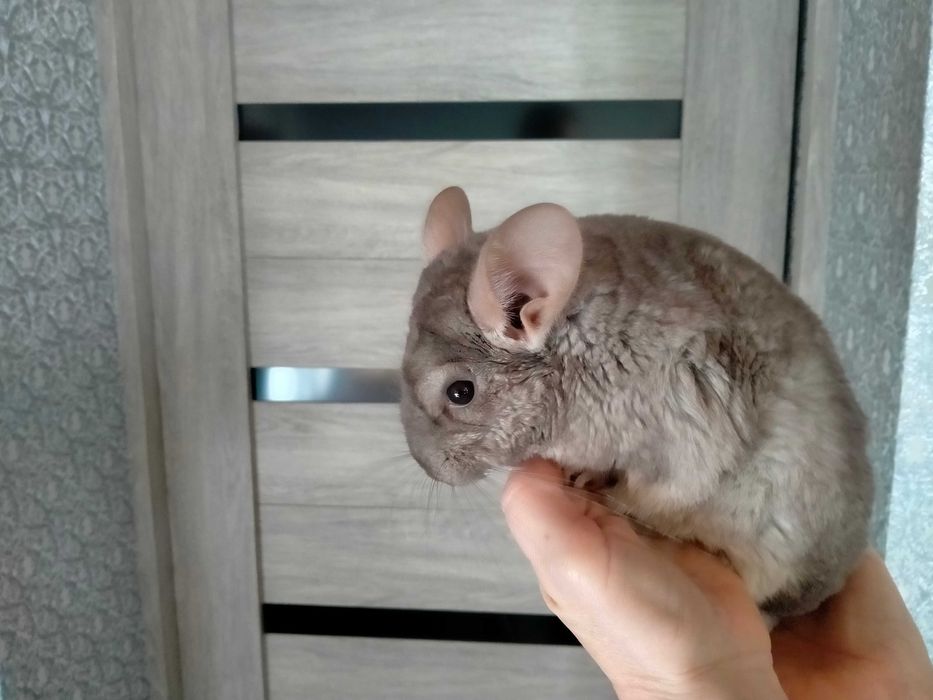 Пухнаста радість