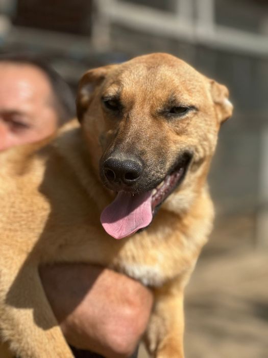 Собака девочка бесплатно