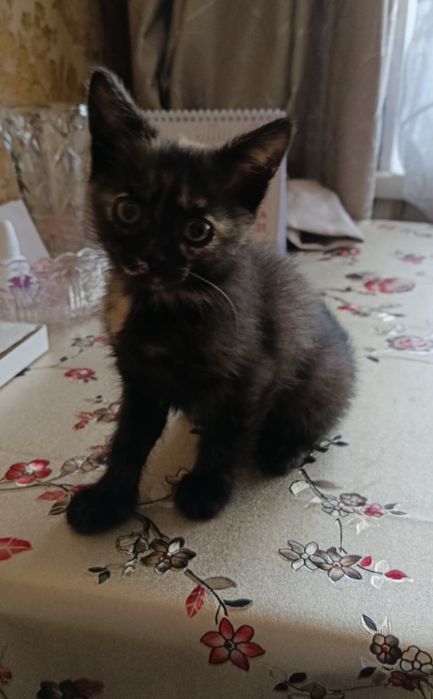 Котята в добрые руки,отдам даром