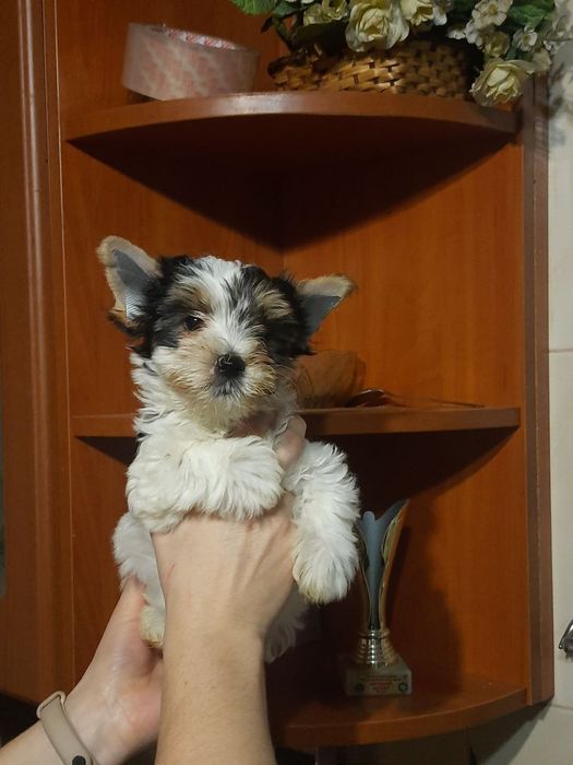 Бівер Йорк,  йоркширскій тер'єр, дівчата і хлопчики міні