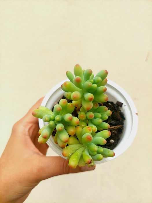 Suculentas 3€ cada